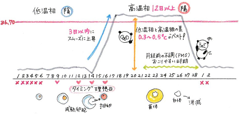 下がる 高温期3日目 【産婦人科医監修】基礎体温は生理前のいつから下がる？高温期に体温が下がるときの原因と妊娠可能性は？